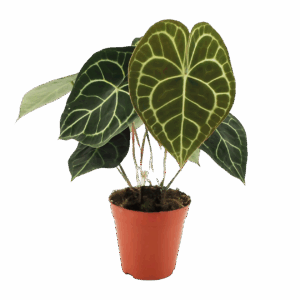 Anthurium “Clarinervium” | Samtblattanthurie | +/- 25cm | ø 15cm Topf