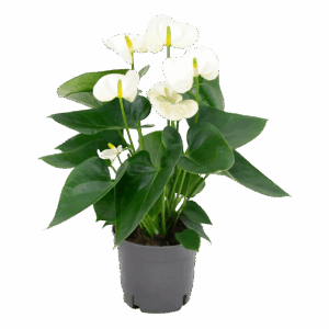 Anthurium “White” | Weiße Flamingoblume | +/- 43cm | ø 12cm Topf