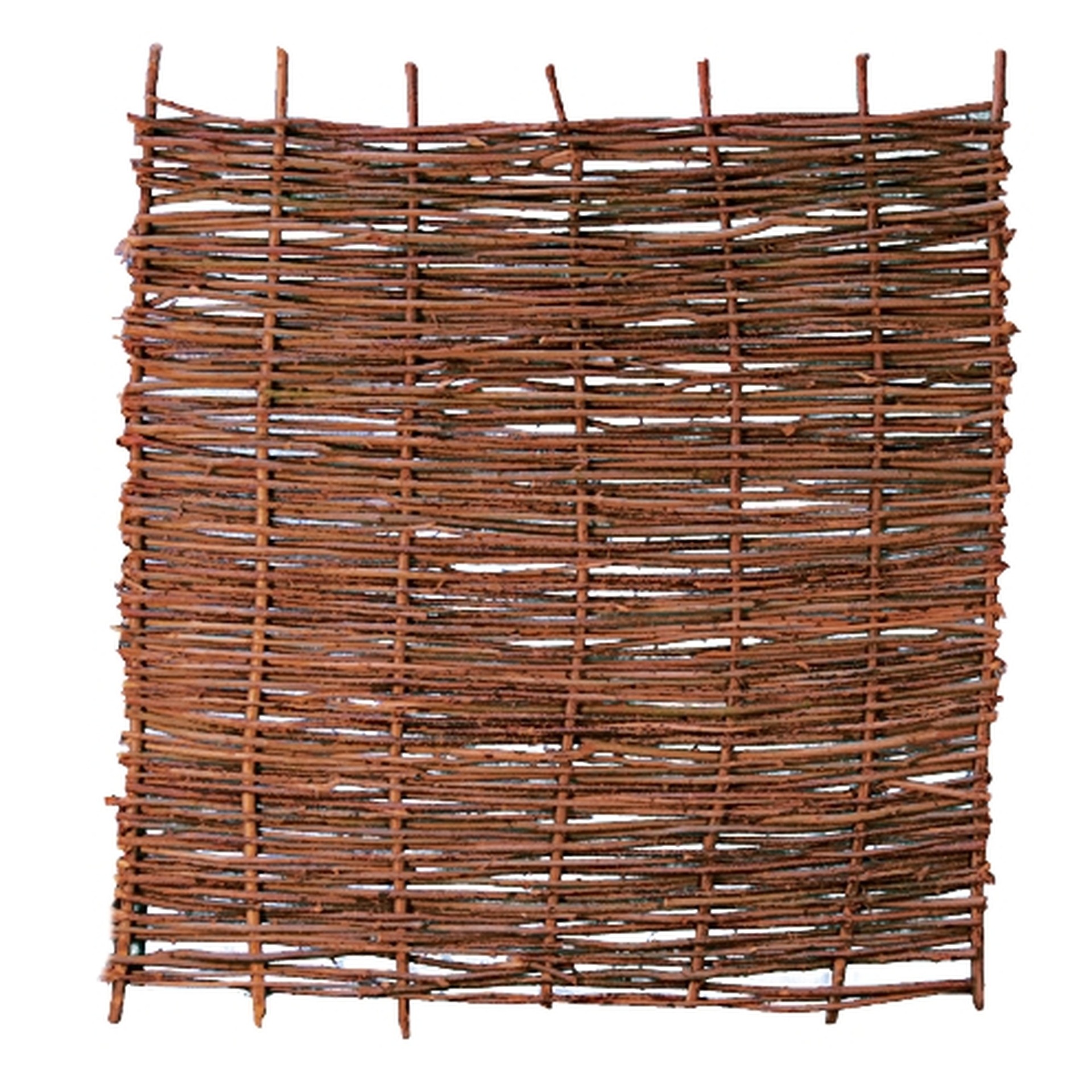 2779105 pablo haselnusszaun stabil