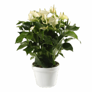 Anthurium “White Champion” | Flamingoblume | +/- 65cm | ø 21cm Topf