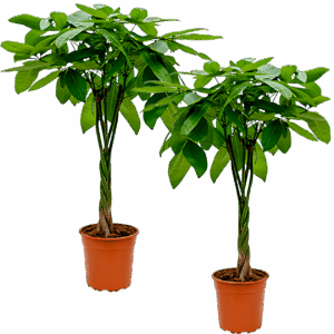 2er-Set | Glückskastanie | +/- 40-50cm | ø 12-15cm Topf