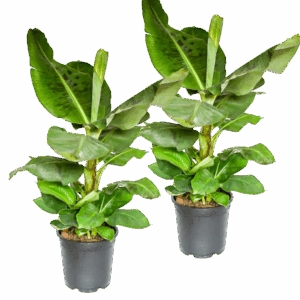 2er-Set Musa | Bananenpflanze | +/- 40-50cm | ø 12-15cm Topf