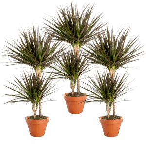 3er Set | Drachenbaum | +/- 40-50cm | ø 12-15cm Topf