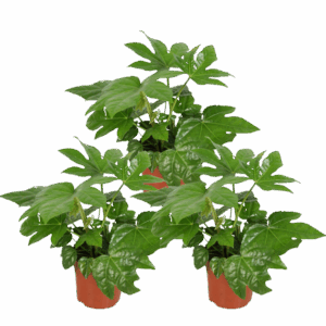 3er Set | Zimmeraralie | +/- 40-50cm | ø 12-15cm Topf