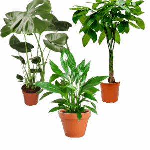 3er-Set | Monstera | Einblatt | Glückskastanie | +/- 45-65cm | ø 12-15cm Topf