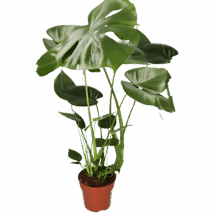 Monstera “Deliciosa” | +/- 55-70cm | ø 12-15cm Topf