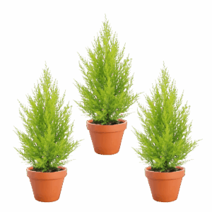 3er-Set Zimmerzypresse | Goldcrest | +/- 40-50cm | ø 12-15cm Topf