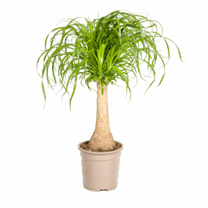 Beaucarnea Recurvata “Stamm” | Elefantenfuß | +/- 70cm | ø 21cm Topf