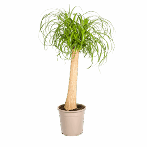 Beaucarnea Recurvata “Stamm” | Elefantenfuß | +/- 90-100cm | ø 24cm Topf