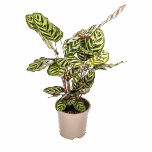 Calathea “Makoyana” | Korbmarante | +/- 45cm | ø 17cm Topf