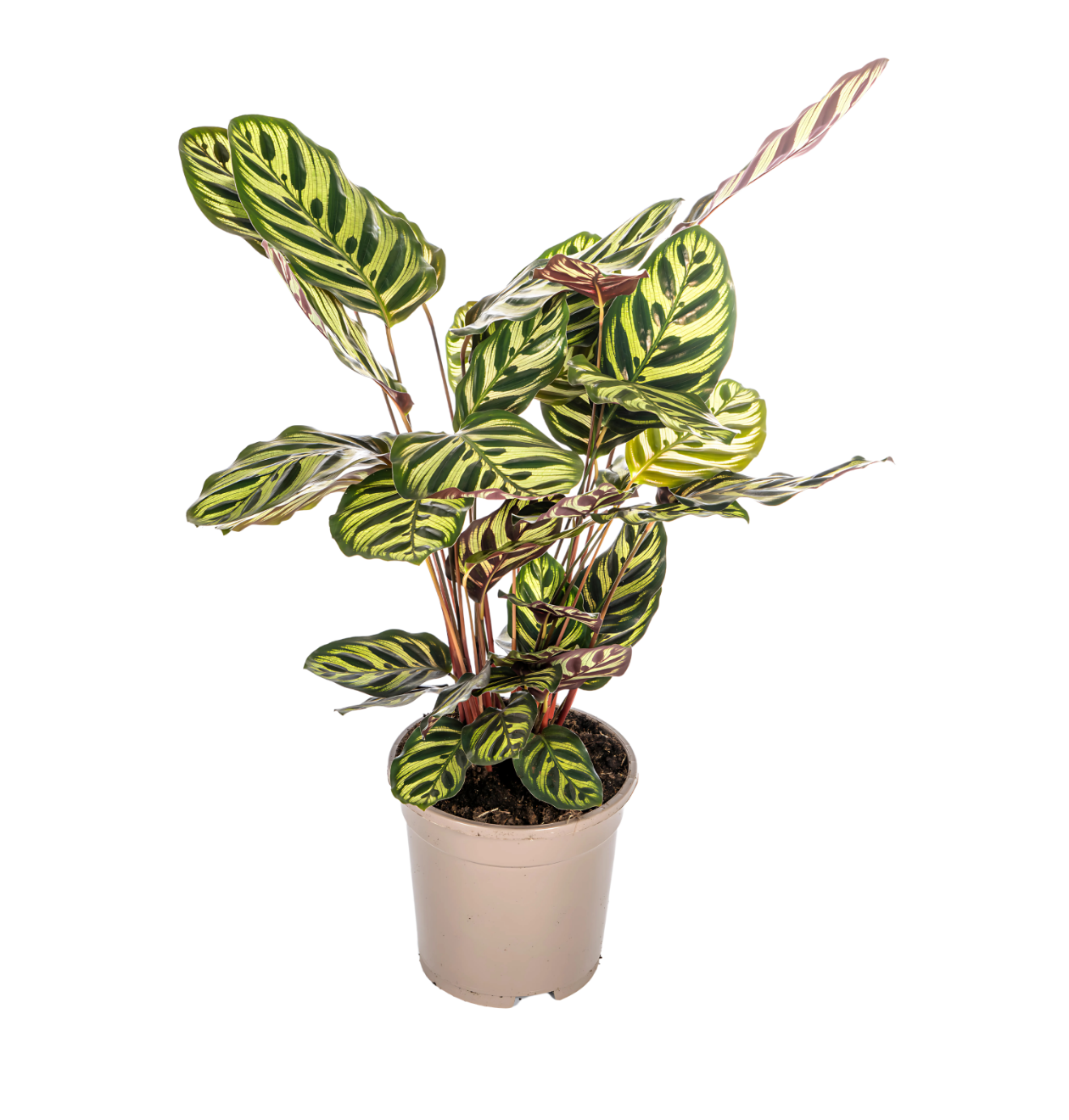 Calathea “Makoyana” | Korbmarante | +/- 45cm | ø 17cm Topf 1 Calathea “Makoyana” | Korbmarante | +/- 45cm | ø 17cm Topf