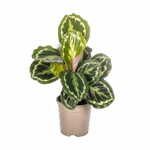 Calathea “Medallion” | Korbmarante | +/- 45cm | ø 17cm Topf
