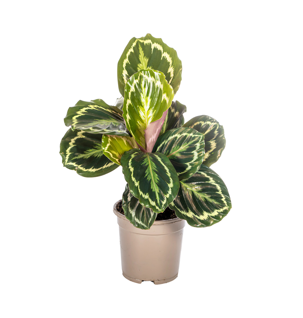 Calathea “Medallion” | Korbmarante | +/- 45cm | ø 17cm Topf 1 Calathea “Medallion” | Korbmarante | +/- 45cm | ø 17cm Topf