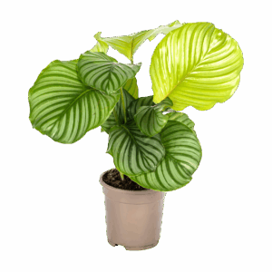 Calathea “Orbifolia” | Korbmarante | +/- 45cm | ø 17cm Topf