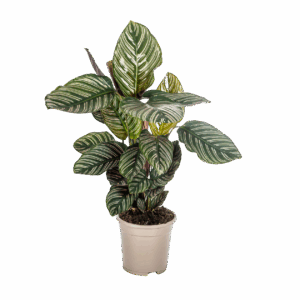 Calathea Ornata “Sanderiana” | Korbmarante | +/- 45cm | ø 17cm Topf