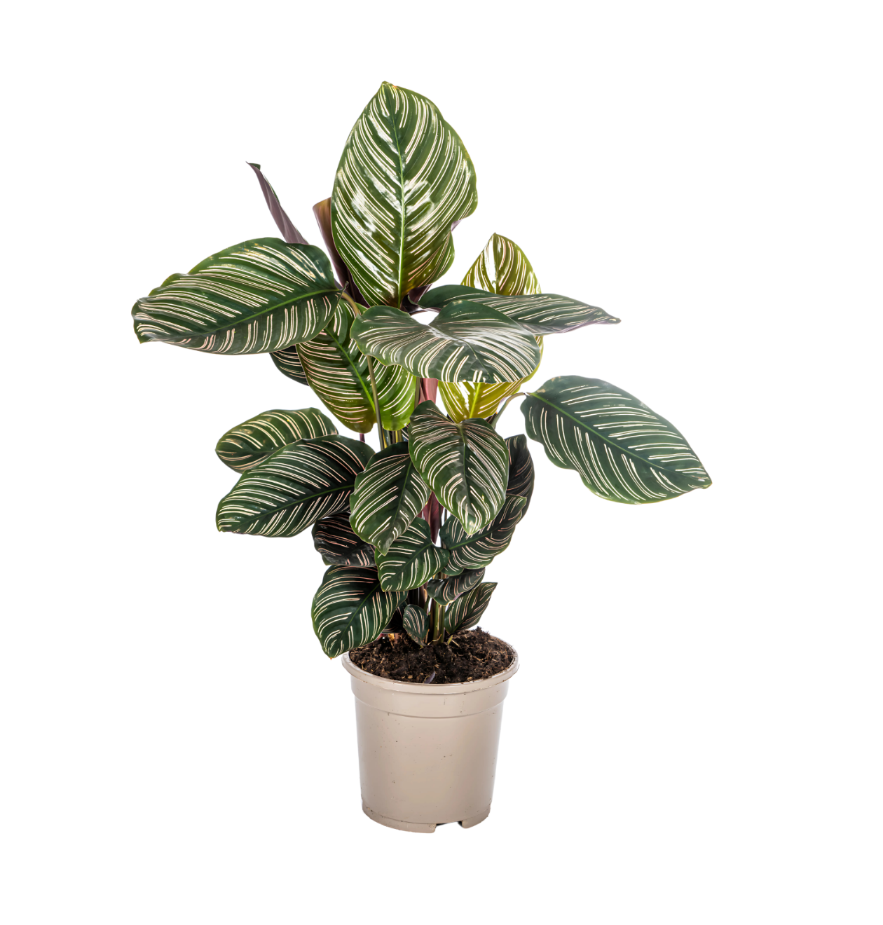 Calathea Ornata “Sanderiana” | Korbmarante | +/- 45cm | ø 17cm Topf 1 Calathea Ornata “Sanderiana” | Korbmarante | +/- 45cm | ø 17cm Topf