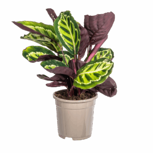 Calathea “Roseopicta” | Korbmarante | +/- 45cm | ø 17cm Topf