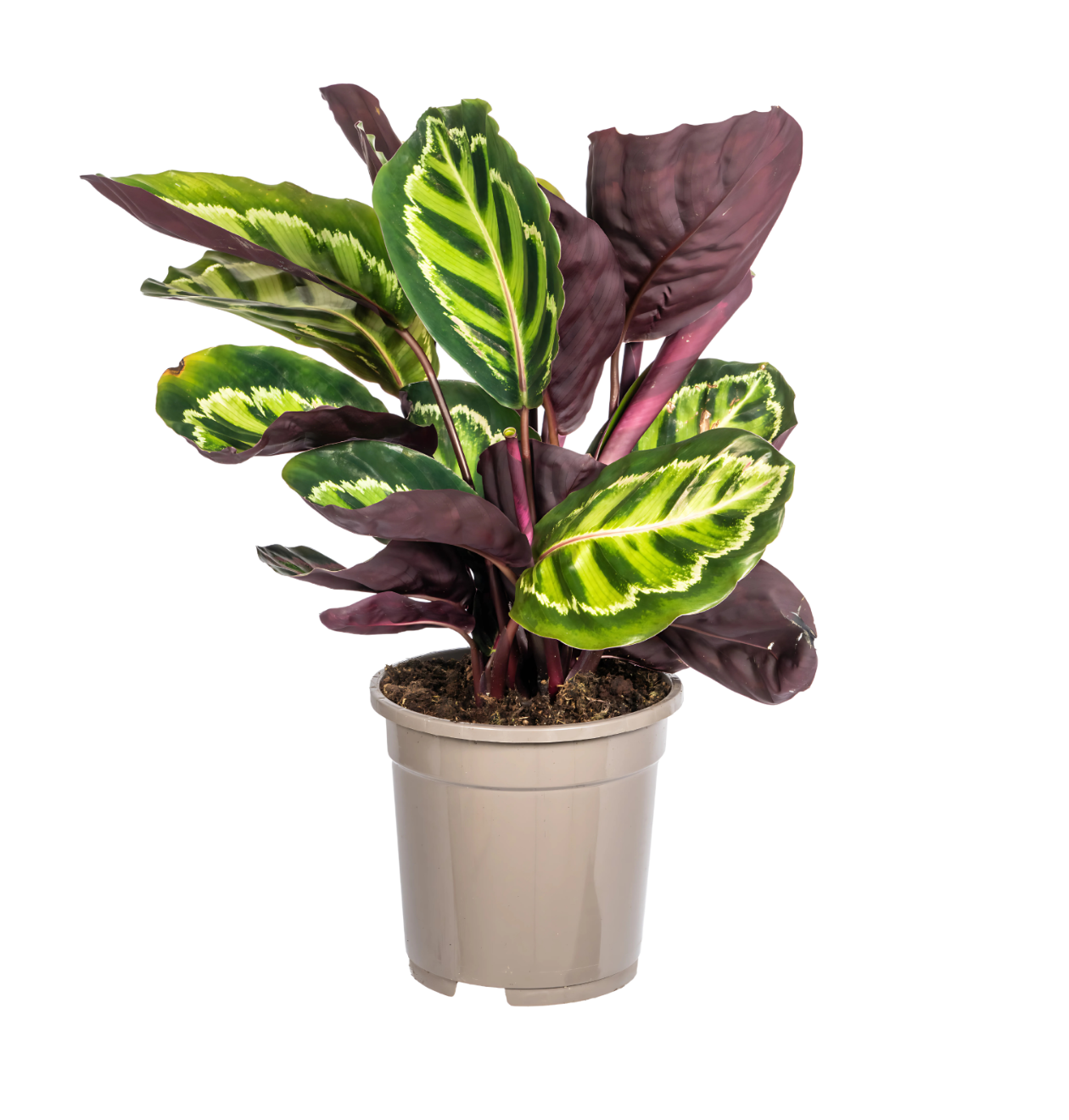 Calathea “Roseopicta” | Korbmarante | +/- 45cm | ø 17cm Topf 1 Calathea “Roseopicta” | Korbmarante | +/- 45cm | ø 17cm Topf