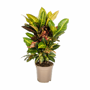 Codiaeum Croton “Petra” | Wunderstrauch | +/- 50cm | ø 17cm Topf