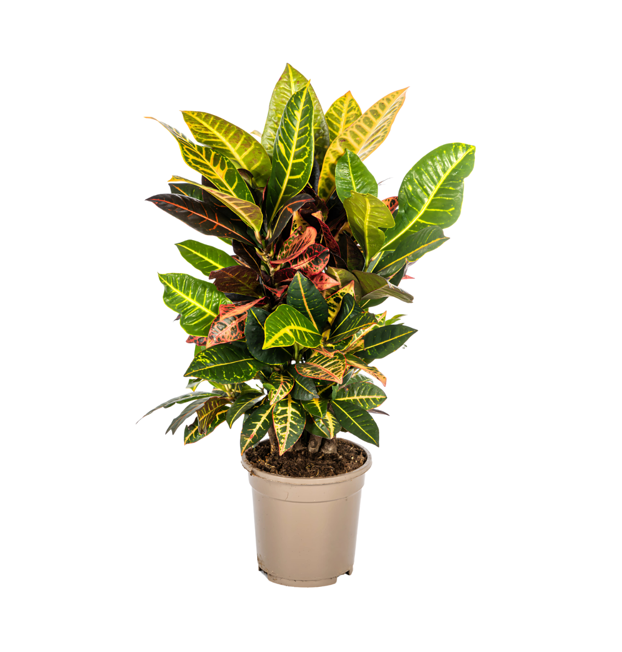 Codiaeum Croton “Petra” | Wunderstrauch | +/- 50cm | ø 17cm Topf 1 Codiaeum Croton “Petra” | Wunderstrauch | +/- 50cm | ø 17cm Topf