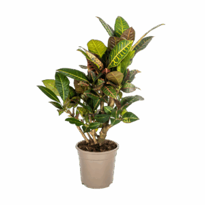 Codiaeum Croton “Petra” | Wunderstrauch | +/- 70-80cm | ø 21cm Topf