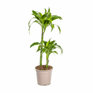 Dracaena Deremensis “Dorado” | Drachenbaum | +/- 80cm | ø 19cm Topf