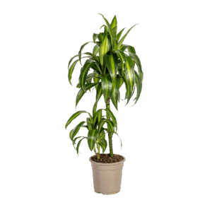 Dracaena Deremensis “Hawaiian Sunshine” | Drachenbaum | +/- 80cm | ø 19cm Topf