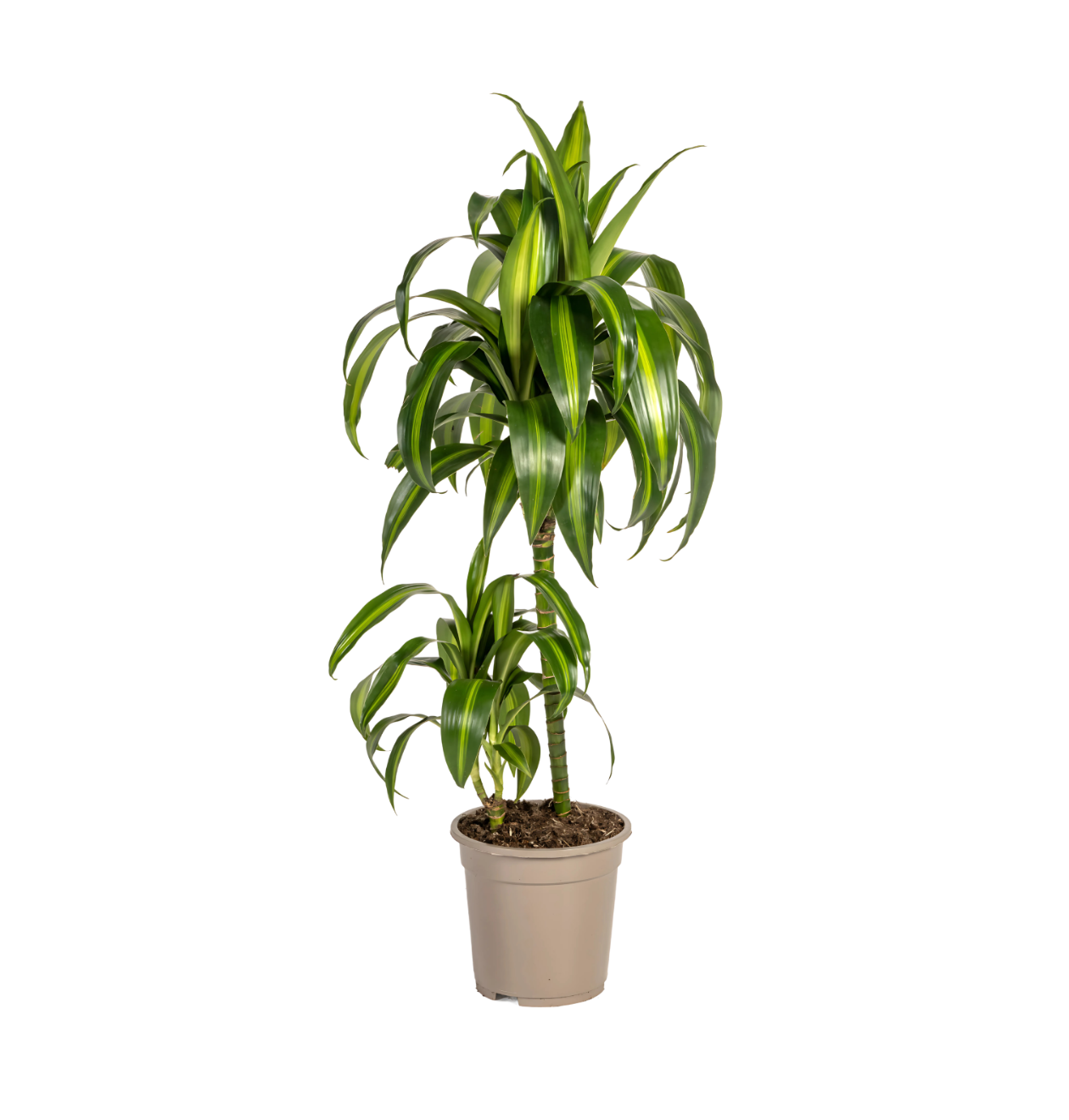 Dracaena Deremensis “Hawaiian Sunshine” | Drachenbaum | +/- 80cm | ø 19cm Topf 1 Dracaena Deremensis “Hawaiian Sunshine” | Drachenbaum | +/- 80cm | ø 19cm Topf