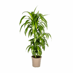Dracaena Deremensis “Hawaiian Sunshine” | Drachenbaum | +/- 100cm | ø 21cm Topf
