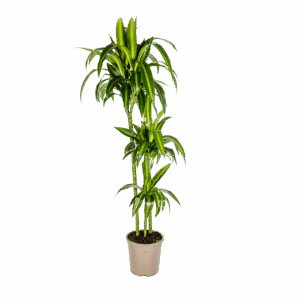 Dracaena Deremensis “Hawaiian Sunshine” | Drachenbaum | +/- 140cm | ø 24cm Topf