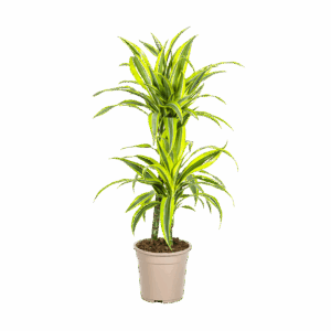 Dracaena Deremensis “Lemon Lime” | Drachenbaum | +/- 80cm | ø 19cm Topf