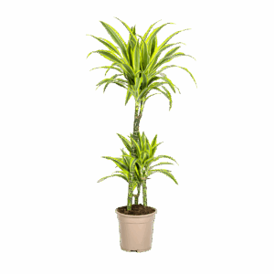 Dracaena Deremensis “Lemon Lime” | Drachenbaum | +/- 100cm | ø 21cm Topf