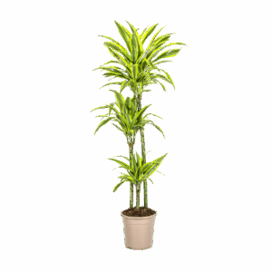 Dracaena Deremensis “Lemon Lime” | Drachenbaum | +/- 140cm | ø 24cm Topf