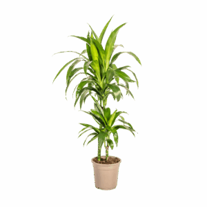 Dracaena Deremensis “Lisa” | Drachenbaum | +/- 80cm | ø 19cm Topf