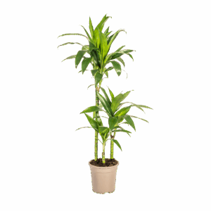 Dracaena Deremensis “Lisa” | Drachenbaum | +/- 100cm | ø 21cm Topf