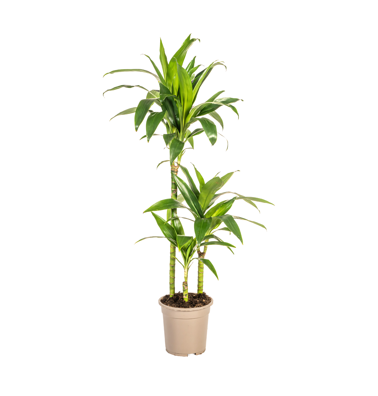Dracaena Deremensis “Lisa” | Drachenbaum | +/- 100cm | ø 21cm Topf 1 Dracaena Deremensis “Lisa” | Drachenbaum | +/- 100cm | ø 21cm Topf