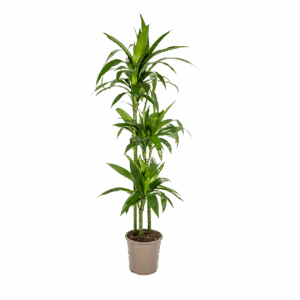 Dracaena Deremensis “Lisa” | Drachenbaum | +/- 140cm | ø 24cm Topf