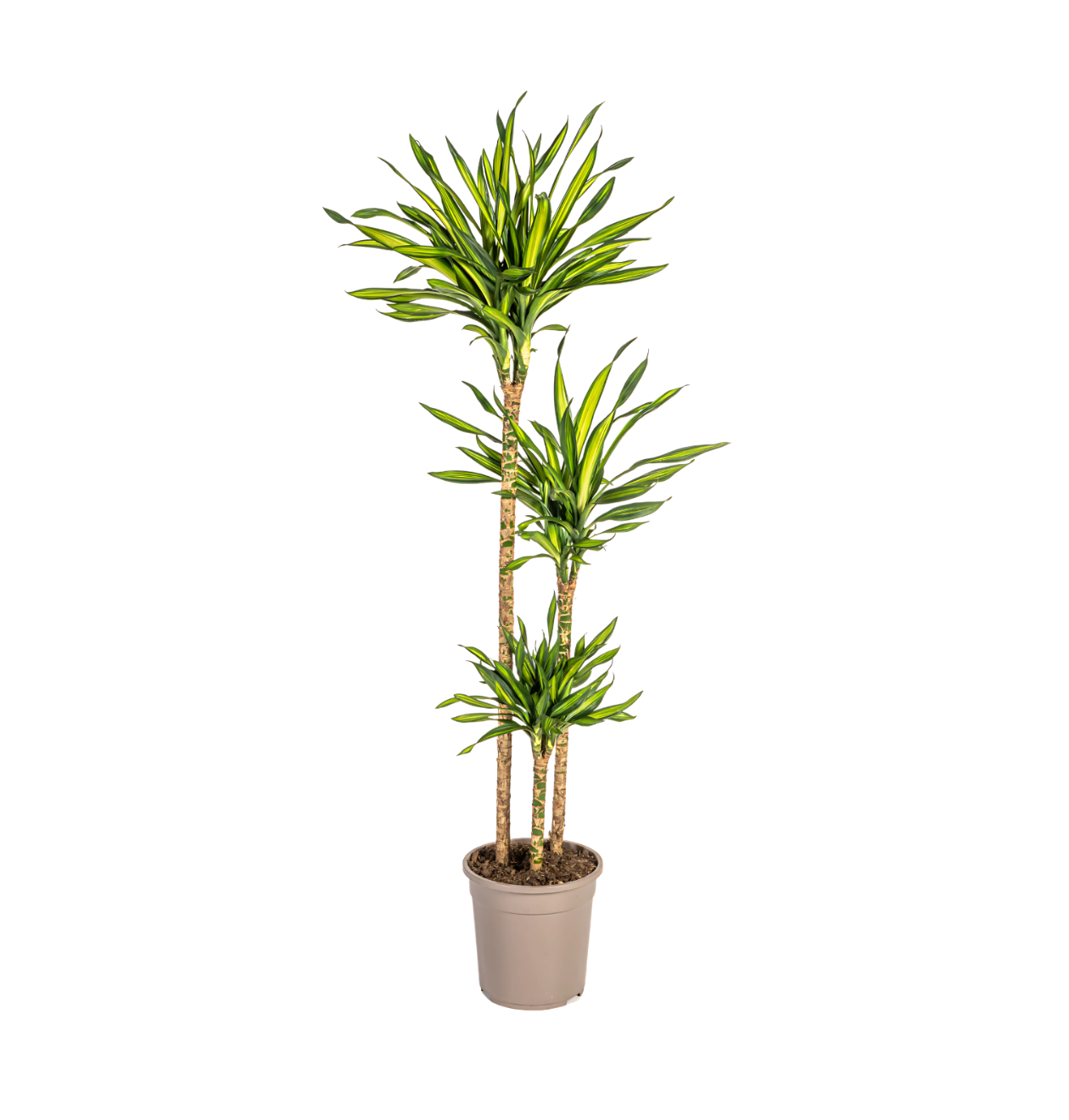 Dracaena Deremensis “Rikki” | Drachenbaum | +/- 140cm | ø 24cm Topf 1 Dracaena Deremensis “Rikki” | Drachenbaum | +/- 140cm | ø 24cm Topf