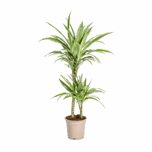 Dracaena Deremensis “White Stripe” | Drachenbaum | +/- 80cm | ø 19cm Topf