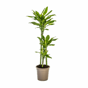 Dracaena Fragrans “Golden Coast” | Drachenbaum | +/- 100cm | ø 21cm Topf