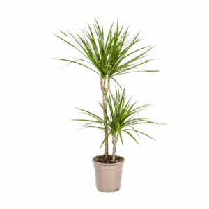 Dracaena Marginata “Green” | Drachenbaum | +/- 80cm | ø 19cm Topf
