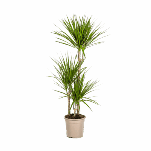 Dracaena Marginata “Green” | Drachenbaum | +/- 120cm | ø 21cm Topf