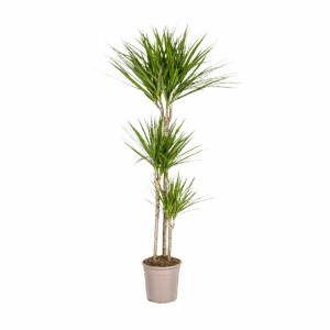 Dracaena Marginata “Green” | Drachenbaum | +/- 140cm | ø 24cm Topf