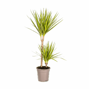 Dracaena Marginata “Sunray” | Drachenbaum | +/- 80-100cm | ø 19cm Topf