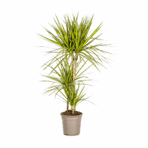 Dracaena Marginata “Sunray” | Drachenbaum | +/- 100-110cm | ø 21cm Topf