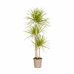 Dracaena Marginata “Sunray” | Drachenbaum | +/- 140cm | ø 24cm Topf