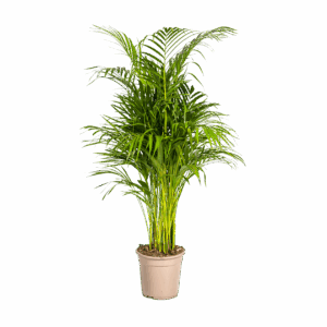 Dypsis Areca Lutescens | Goldfruchtpalme | +/- 110cm | ø 21cm Topf