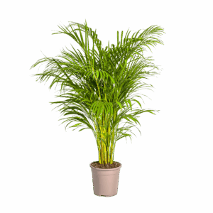 Dypsis Areca Lutescens | Goldfruchtpalme | +/- 140cm | ø 24cm Topf