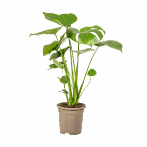 Monstera Deliciosa “Tauerii” | +/- 60cm | ø 17cm Topf