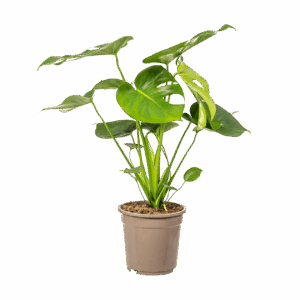 Monstera Deliciosa “Tauerii” | +/- 80cm | ø 19cm Topf